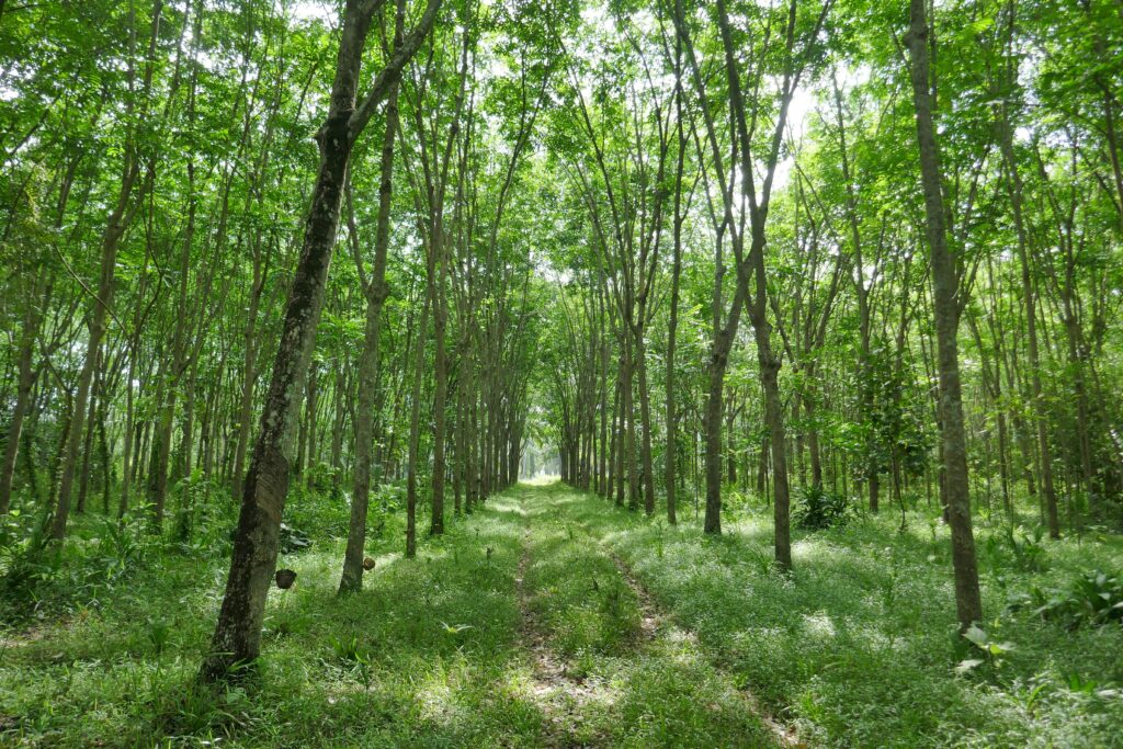 A serene forest pathway lined with vibrant green trees, capturing the essence of summer.